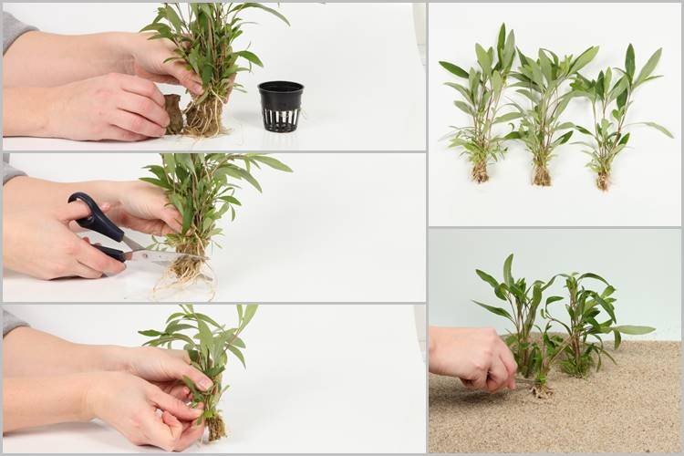 Cara Memulai Bisnis Tanaman Hias Kayu - cotsworldplastics