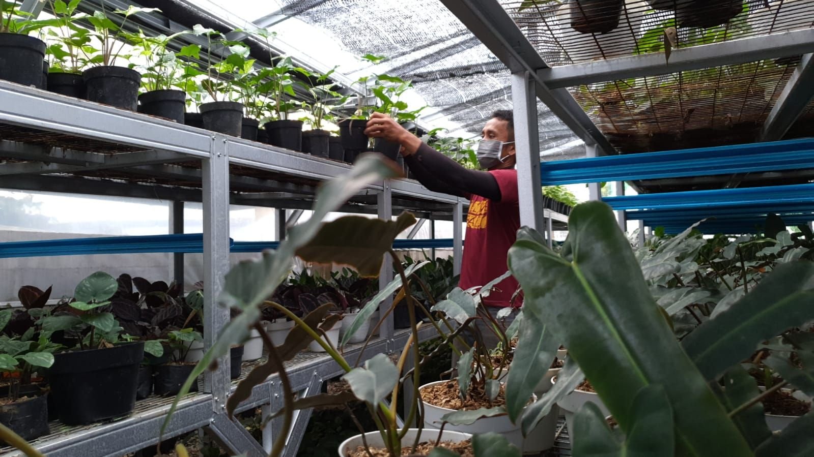 Meledaknya Bisnis Tanaman Hias Online di Indonesia: Tren, Tantangan, dan Potensi Masa Depan